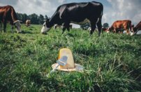 Krájač syra Delft Blue