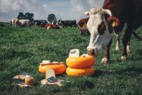 Strúhadlo na syr Delft Blue