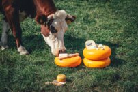 Strúhadlo na syr Delft Blue